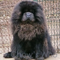 Chow's Who