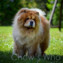 Chow's Who