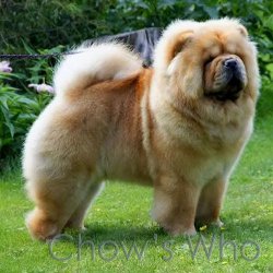 Chow's Who