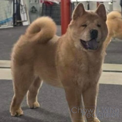 Chow's Who