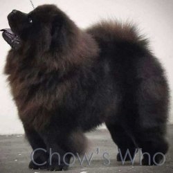 Chow's Who