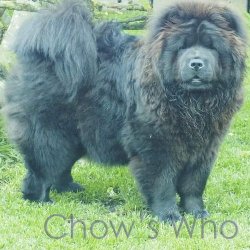 Chow's Who