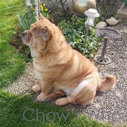 Chow's Who