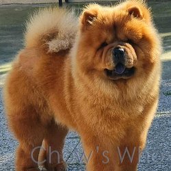 Chow's Who