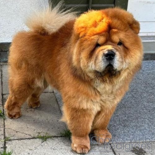Chow's Who