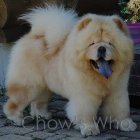 Chow's Who
