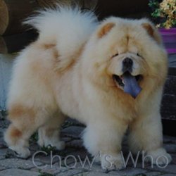 Chow's Who