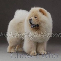 Chow's Who