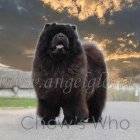 Chow's Who