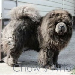 Chow's Who