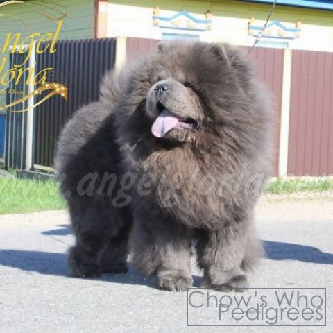Chow's Who