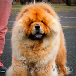 Chow's Who
