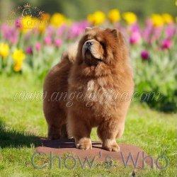 Chow's Who
