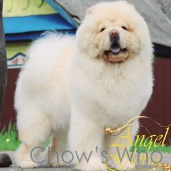 Chow's Who