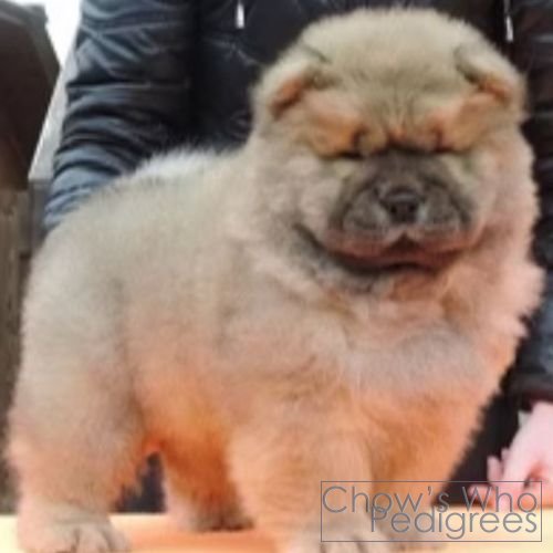 Chow's Who