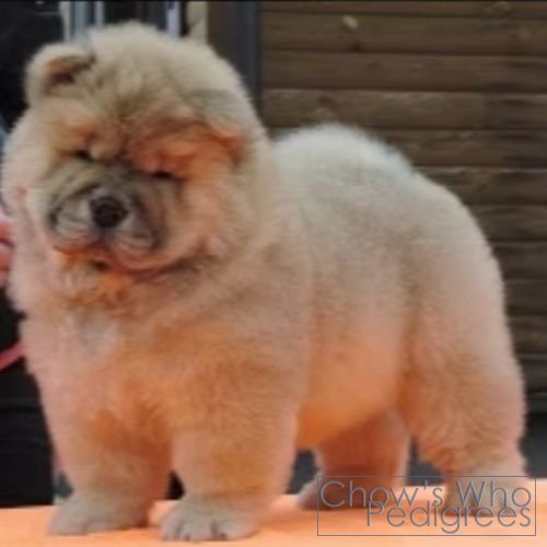Chow's Who