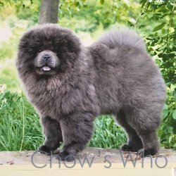 Chow's Who