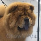 Chow's Who