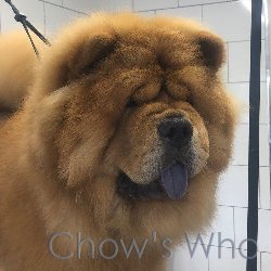 Chow's Who