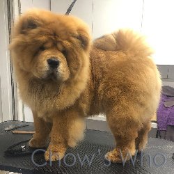 Chow's Who