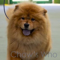 Chow's Who