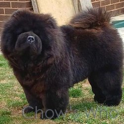 Chow's Who