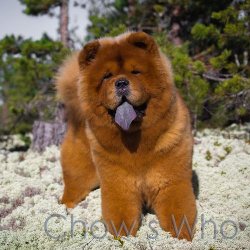 Chow's Who