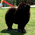 Chow's Who