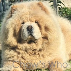 Chow's Who