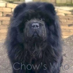 Chow's Who