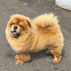 Chow's Who