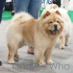Chow's Who