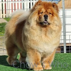 Chow's Who