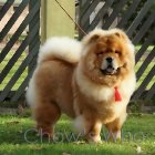Chow's Who