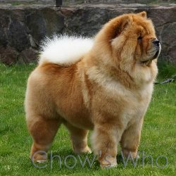 Chow's Who