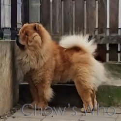 Chow's Who
