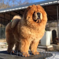 Chow's Who