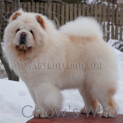 Chow's Who