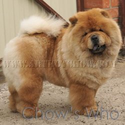 Chow's Who