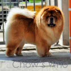 Chow's Who