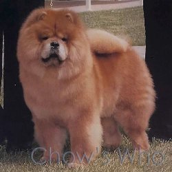 Chow's Who