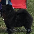 Chow's Who