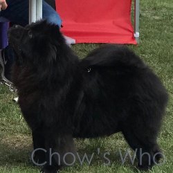 Chow's Who