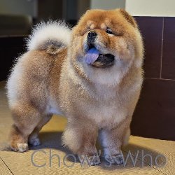Chow's Who