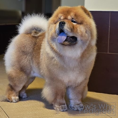 Chow's Who