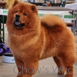 Chow's Who