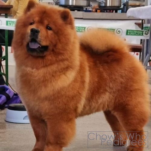 Chow's Who
