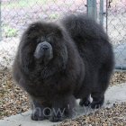 Chow's Who