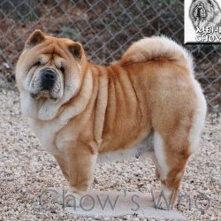 Chow's Who