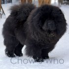 Chow's Who